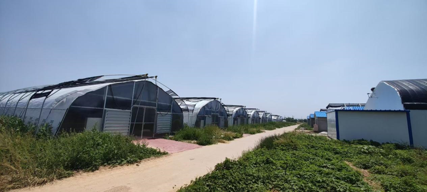 郑州市荥阳市农科院食用菌基地